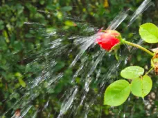 spritzige Leidenschaft