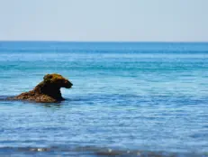 Wasserhund