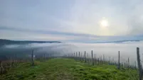 Stille im Nebel