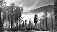 Novemberwald