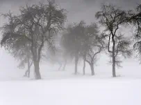 Nebel-Bäume