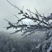 Winter Wonderland